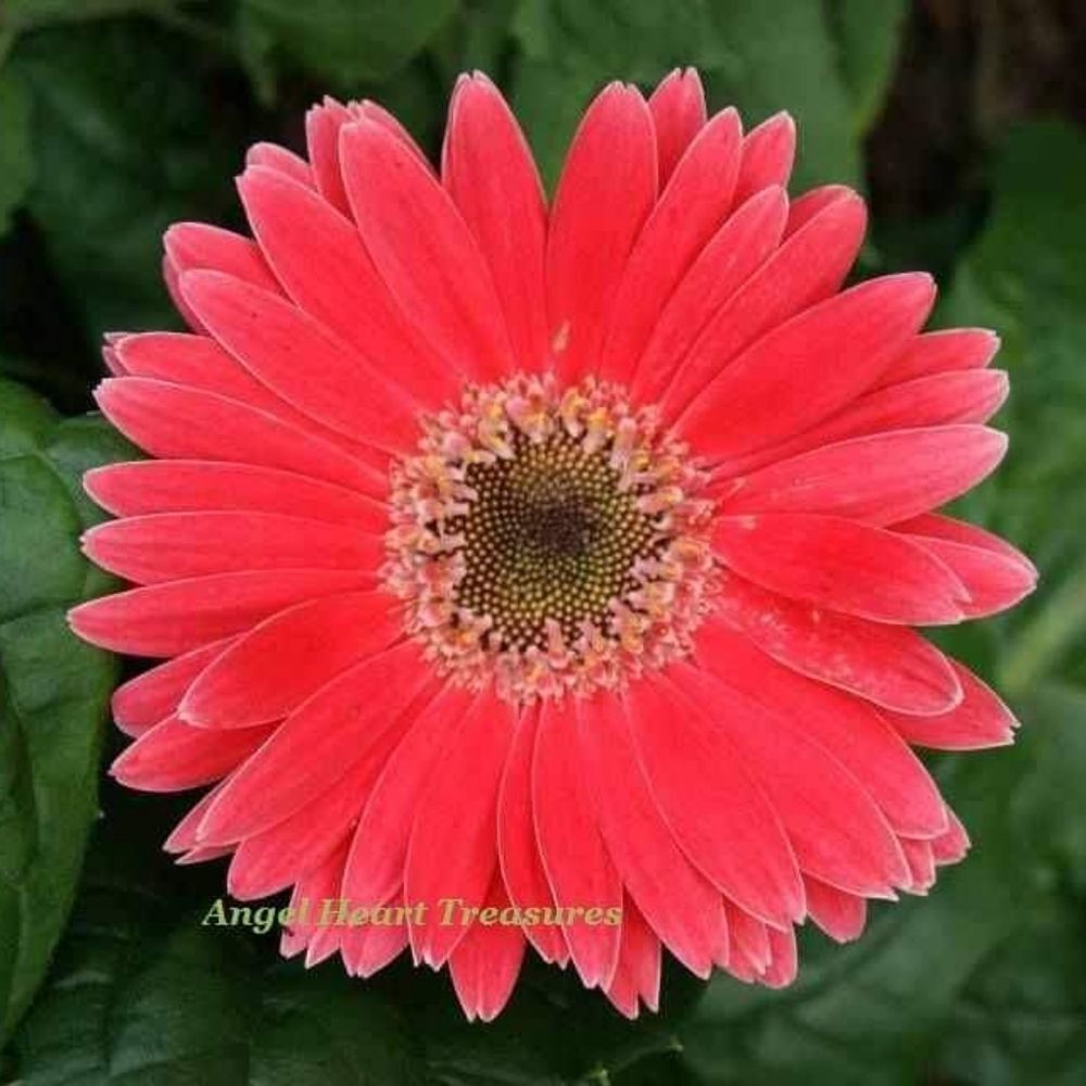 4x6 Original Photography Salmon Pink Gerber Daisy